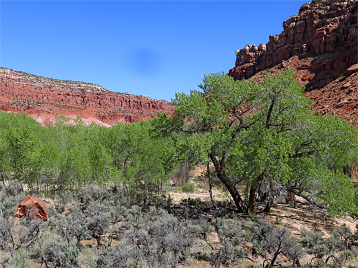 Cliffs and trees