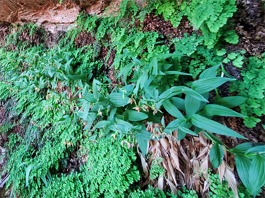 Orchids and ferns