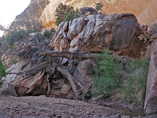 Driftwood by Kachina Bridge