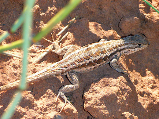 Sagebrush lizard, beside the trail