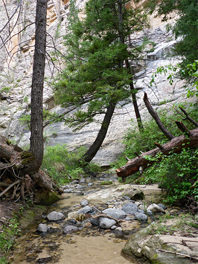 Cliff and trees