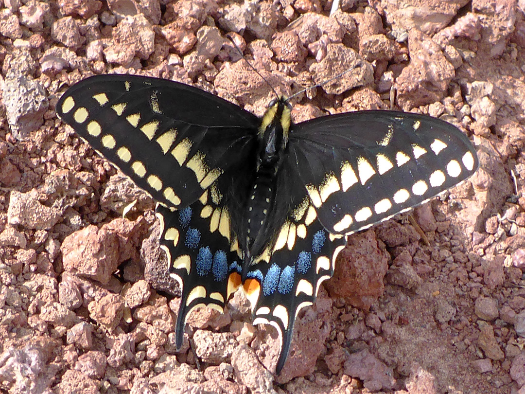 Swallowtail butterfly