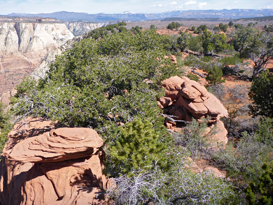 Trees and rocks