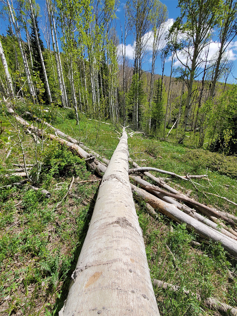 Fallen aspen