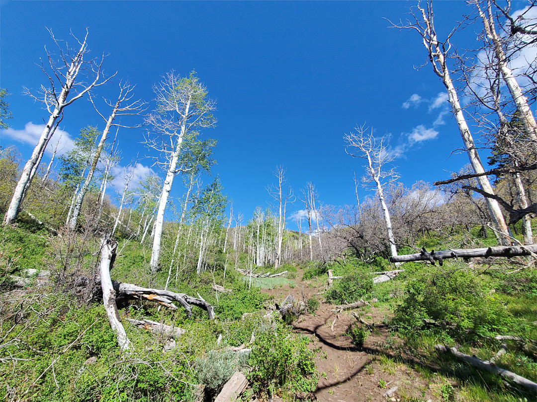 Sparsely wooded valley