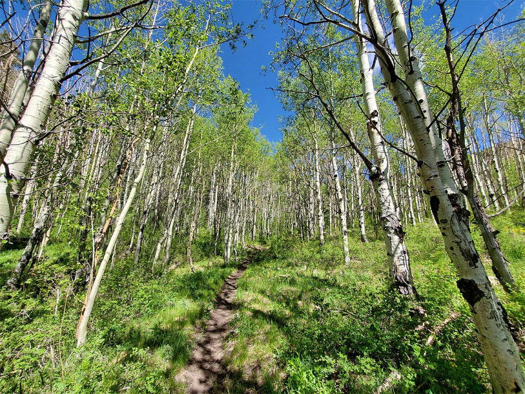 Aspen woodland