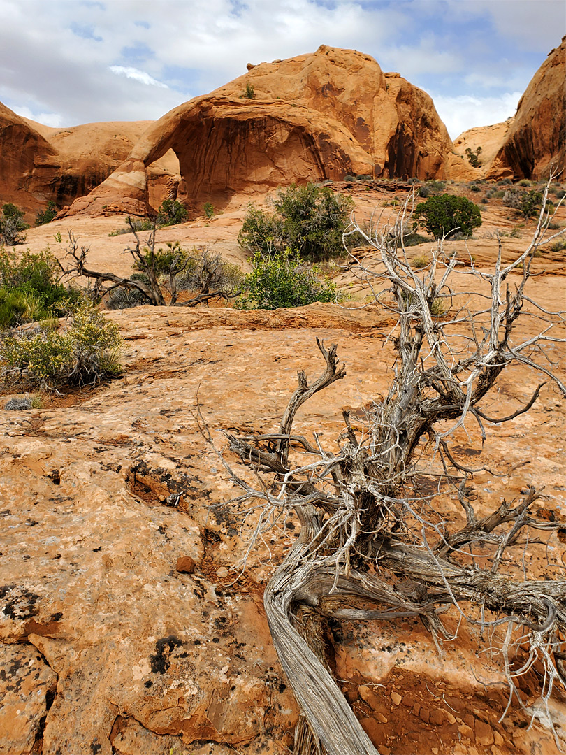 Dead tree