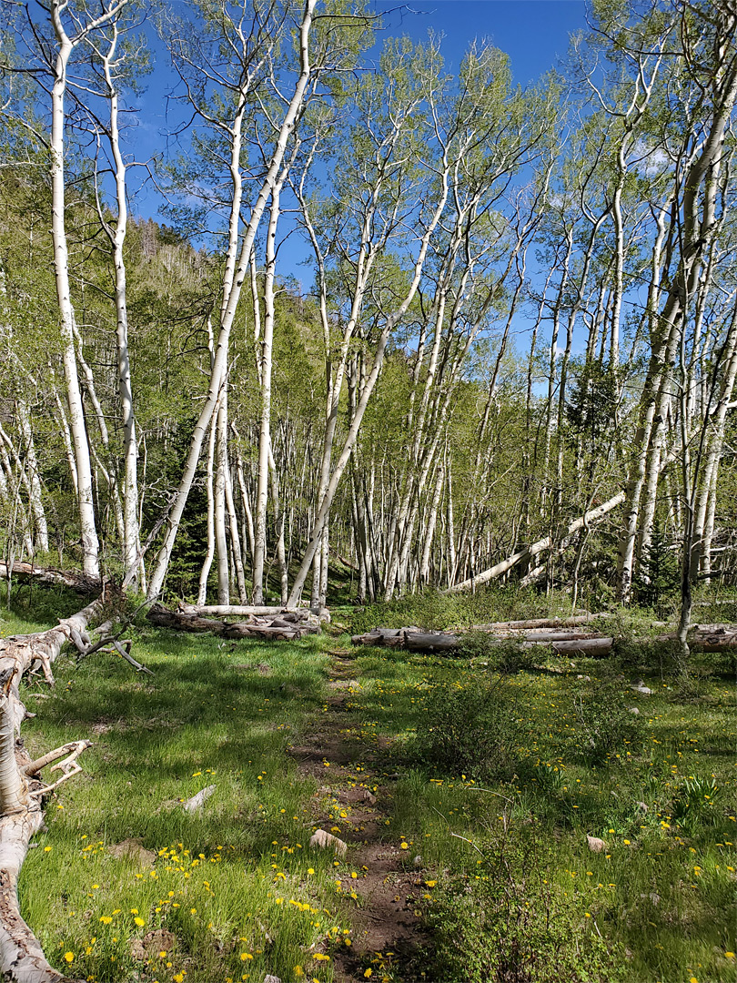 Path in Pole Canyon