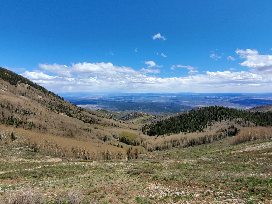 Trees in Pole Canyon