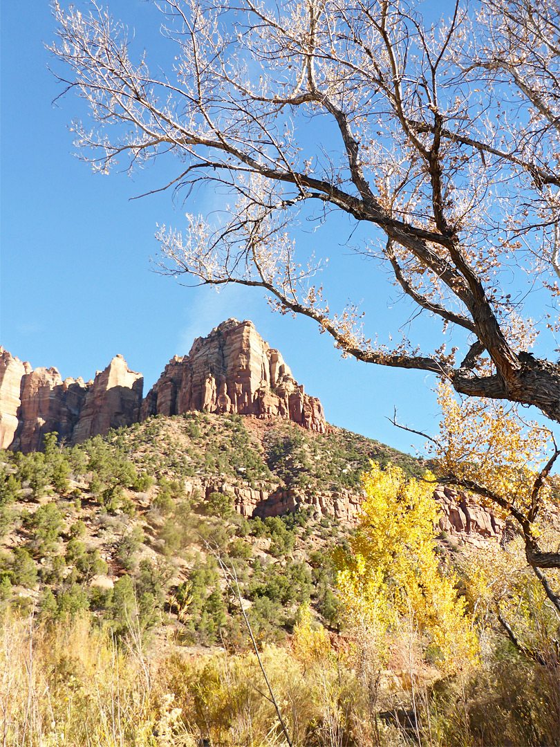 Cottonwood branches