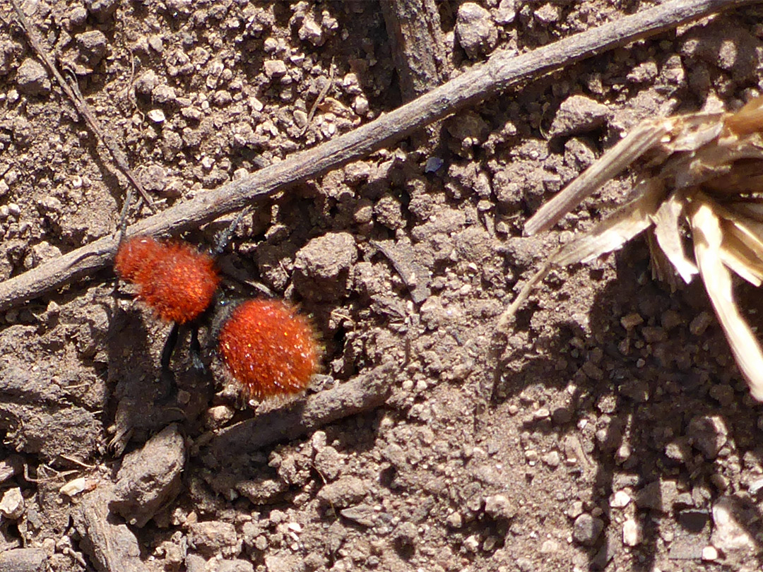 Velvet ant